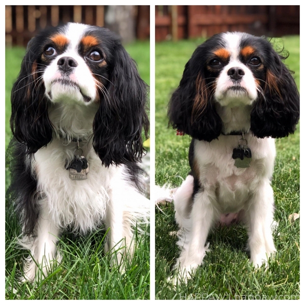 Before and after Cavalier king charles spaniel haircut