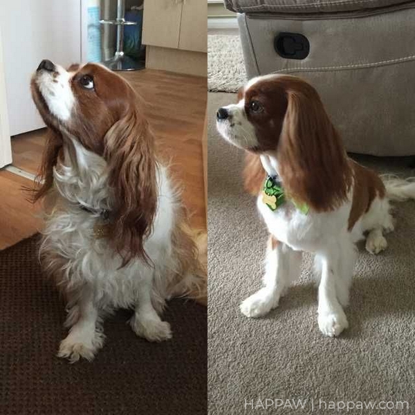 Before and after Cavalier king charles spaniel haircut
