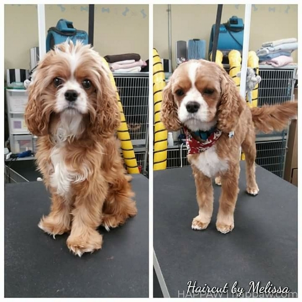 Before and after Cavalier king charles spaniel haircut