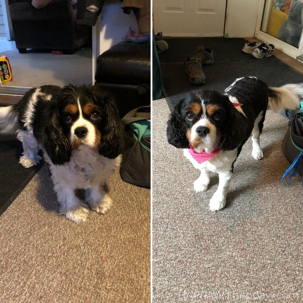 Before and after Cavalier king charles spaniel haircut