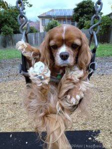 Cavalier King Charles Spaniels Funny Images