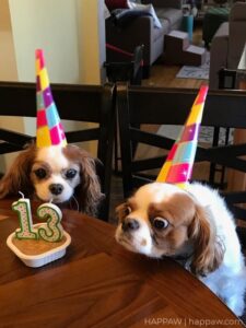 Cavalier King Charles Spaniels Funny Images