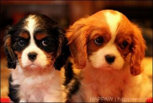 Cavalier King Charles Spaniel Puppy Images