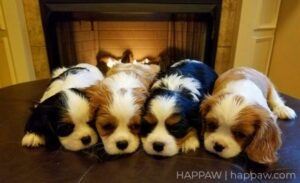 Cavalier King Charles Spaniel Puppy Images