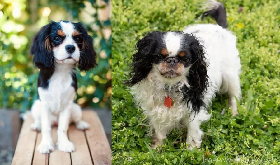 Cavalier King Charles Spaniel vs King Charles Spaniel: Unraveling the Differences