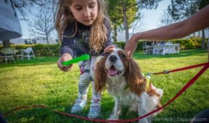 Cavalier King Charles Spaniel vs King Charles Spaniel: Unraveling the Differences