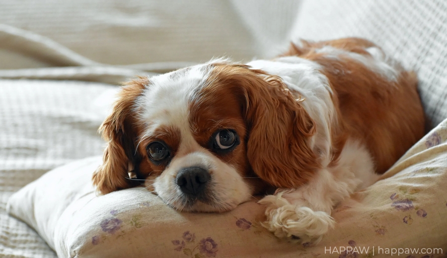 Why Do Cavalier King Charles Spaniels Sleep So Much? A Look at Their Sleeping Habits