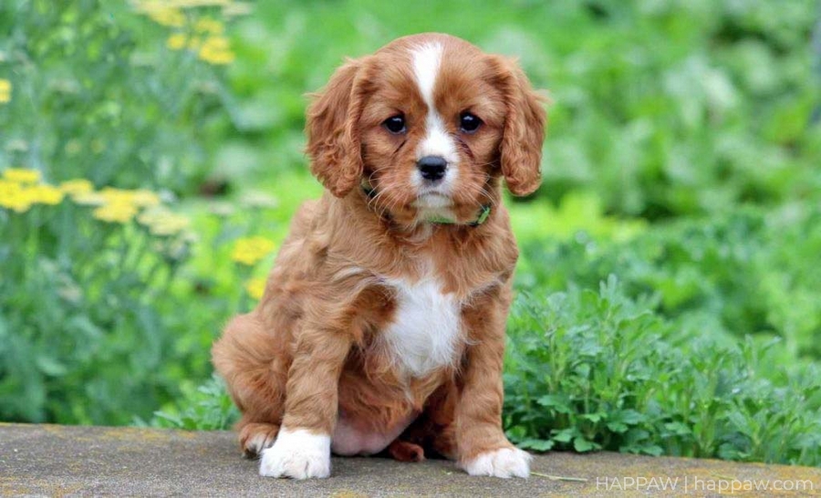 Why Is My Cavalier King Charles Spaniel So Small?