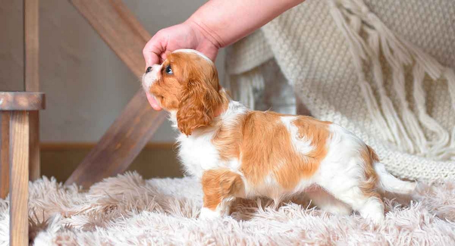 Why Is My Cavalier King Charles Spaniel So Small?